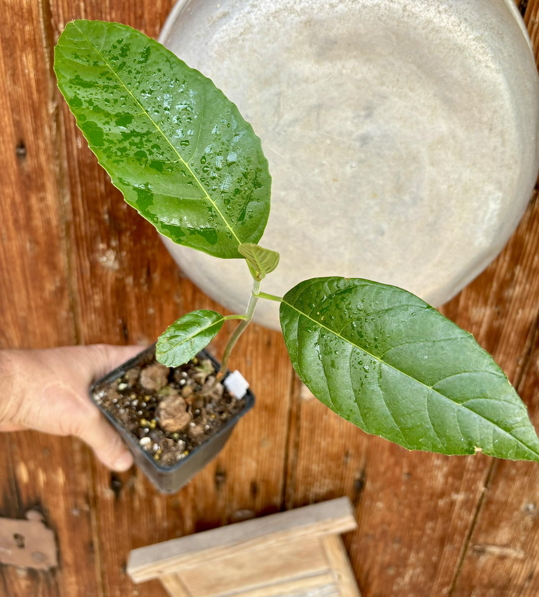 Artocarpus camansi - Breadnut / Brotnuss- 1 potted seedling / 1 getopfter Sämling
