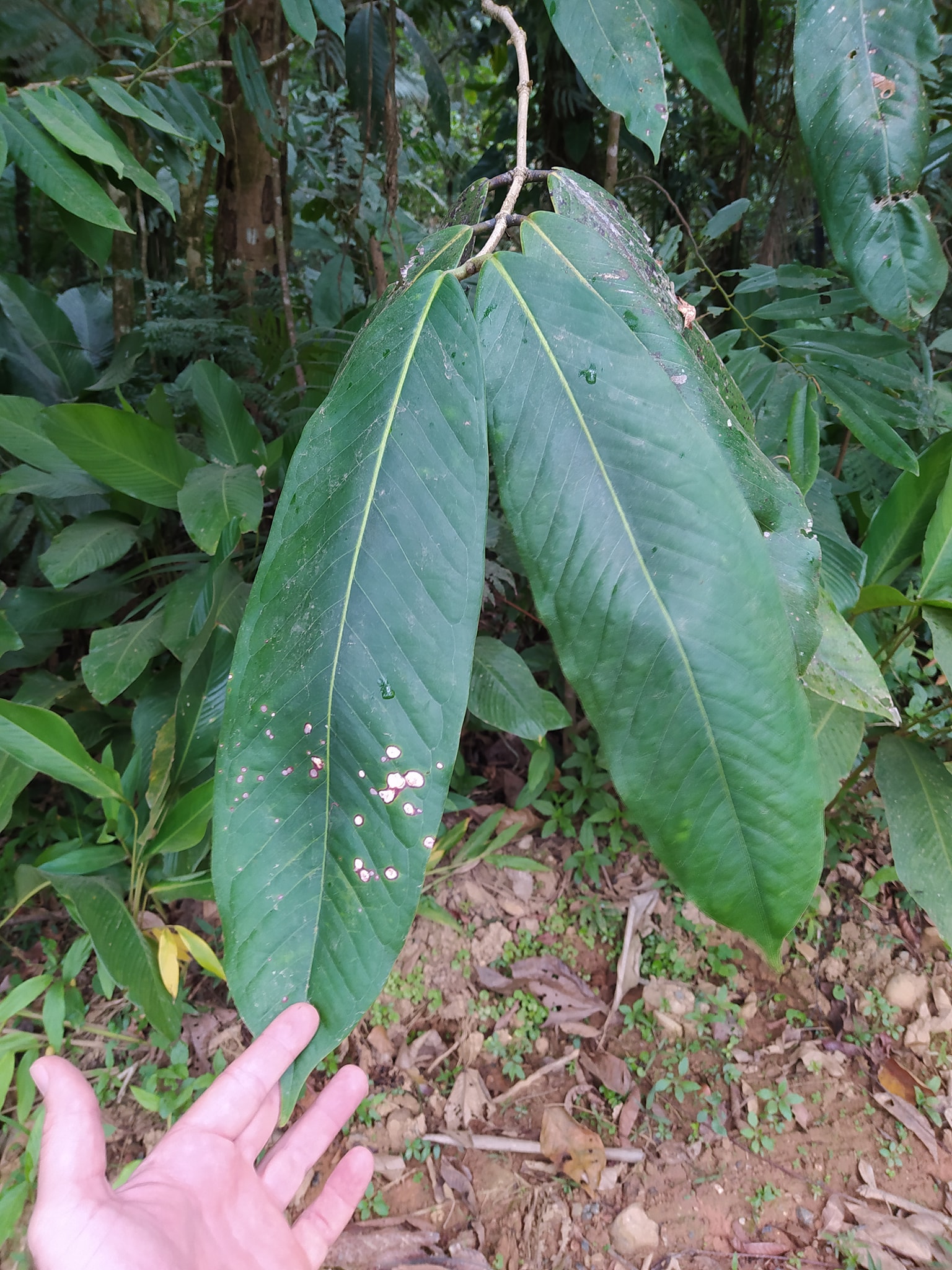 Guaporanga - Myrcia strigipes syn. Marliera tomentosa - 1 germinated seed / 1 gekeimter Samen