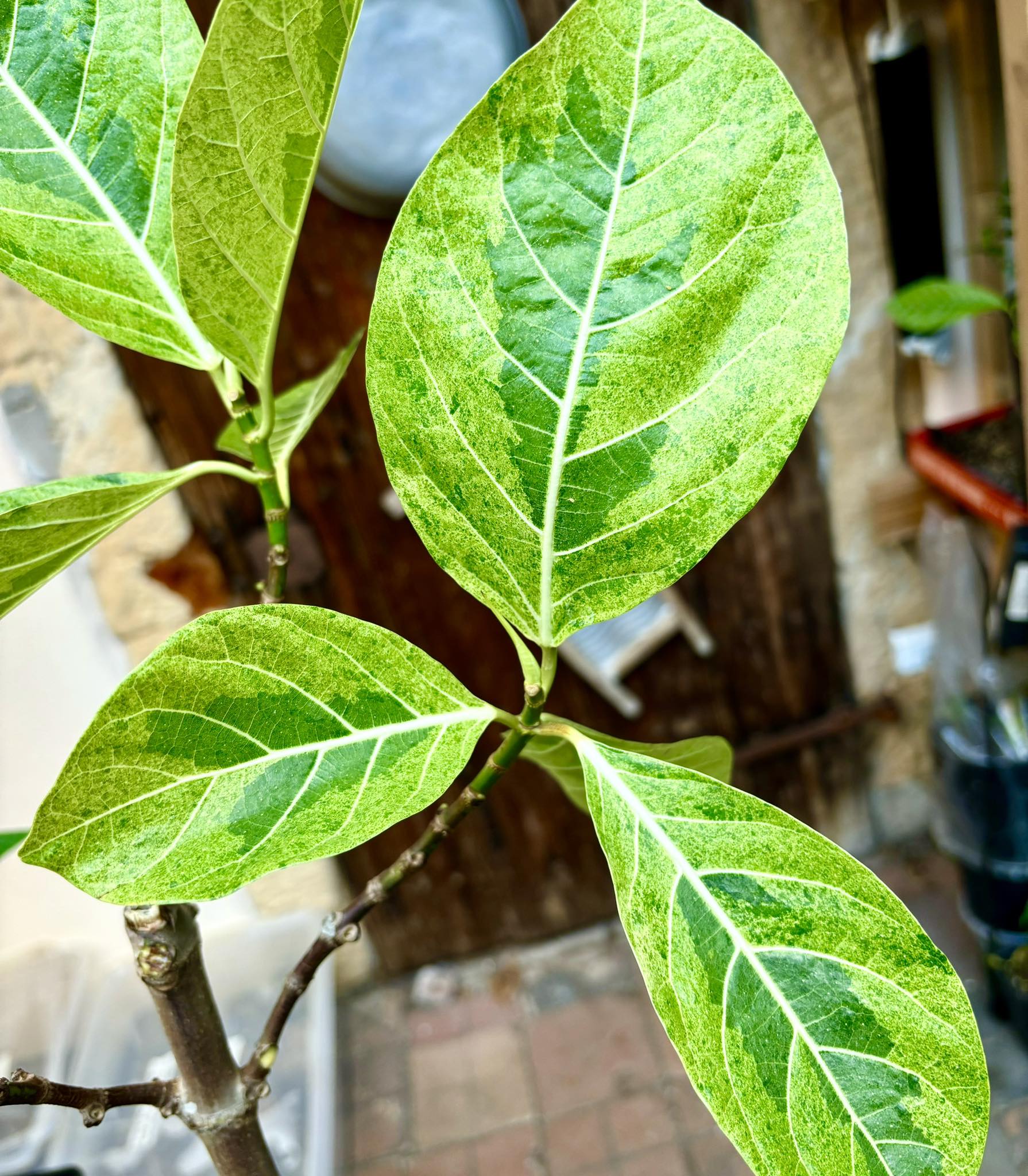 Indonesian Forest Fig  VARIEGATED Nr. 3 - 1 potted plant / 1 getopfte Pflanze