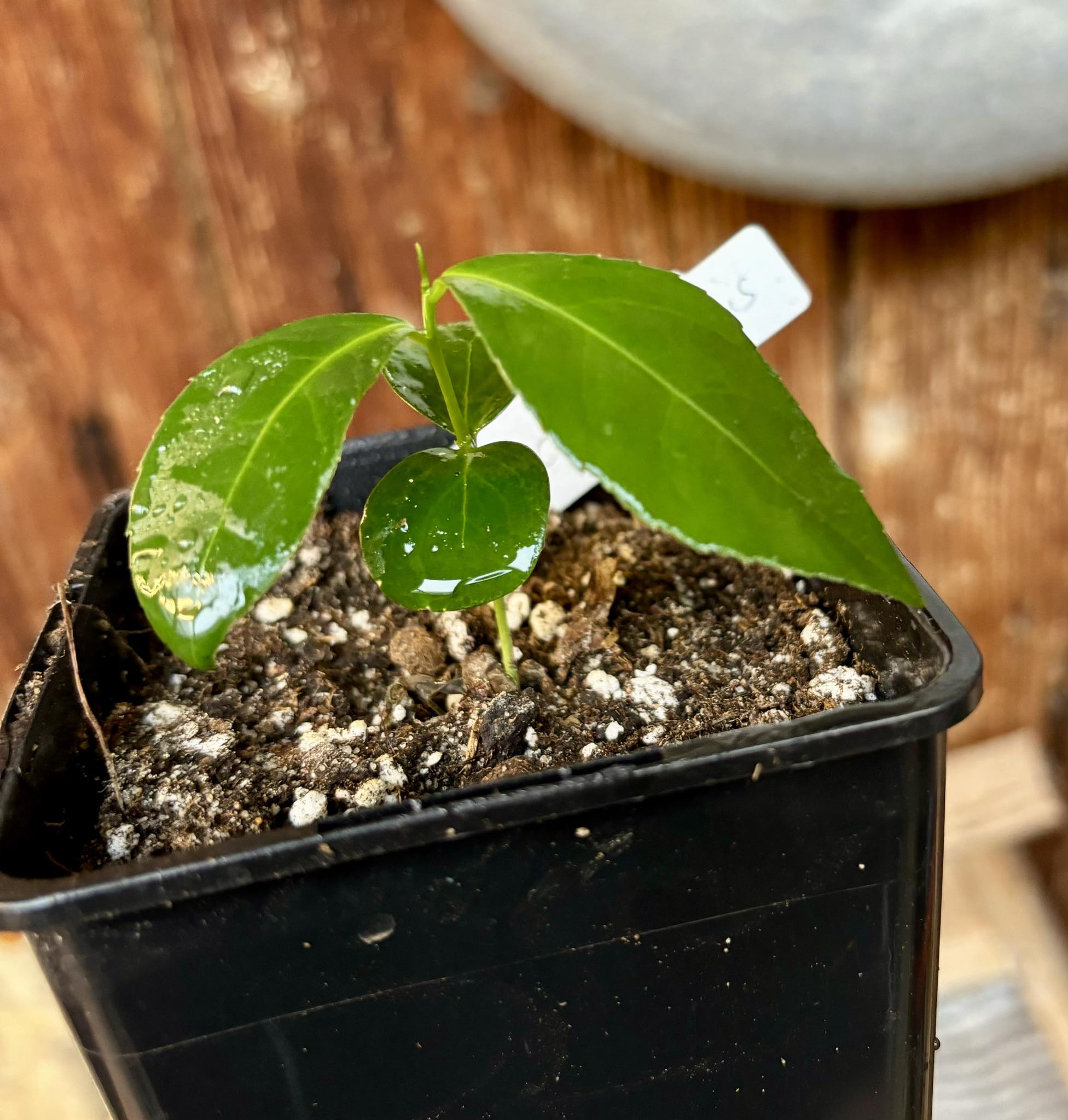 Siphonodon celastrineus   1 small potted seedling / 1 kleiner, getopfter Sämling