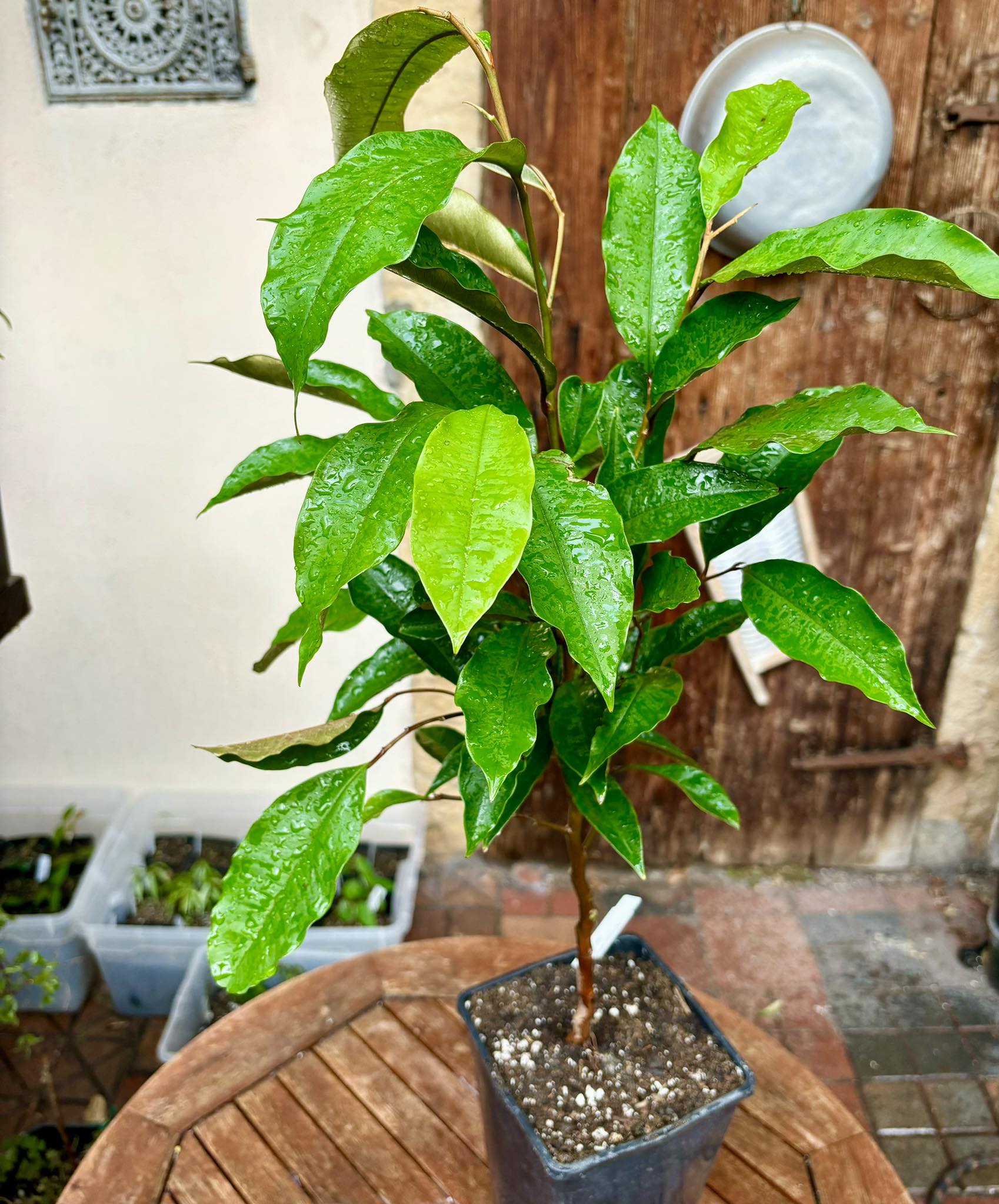 Star Apple - Chrysophyllum cainito - 1 potted plant / 1 getopfte Pflanze