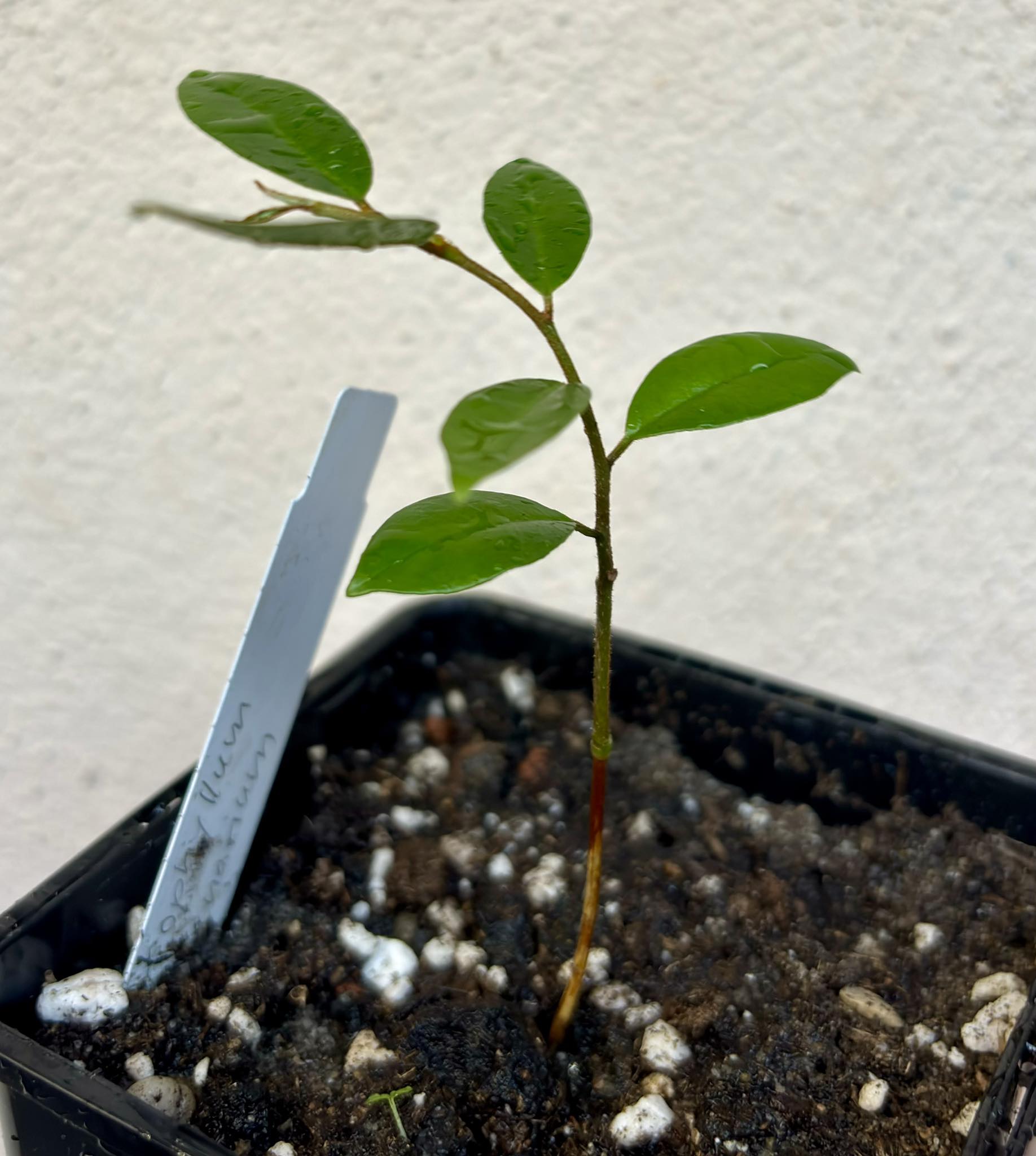 Chrysophyllum arenarium - Ameixa do Nordeste - 1 potted plant / 1 getopfte Pflanze