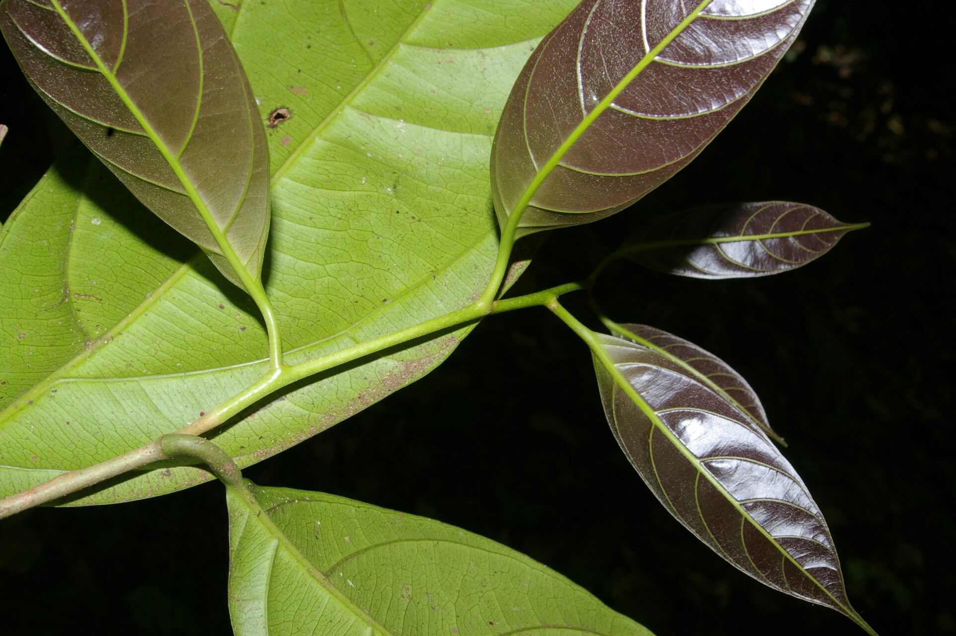 Pouteria izabalensis - 1 potted plant / 1 getopfte Pflanze