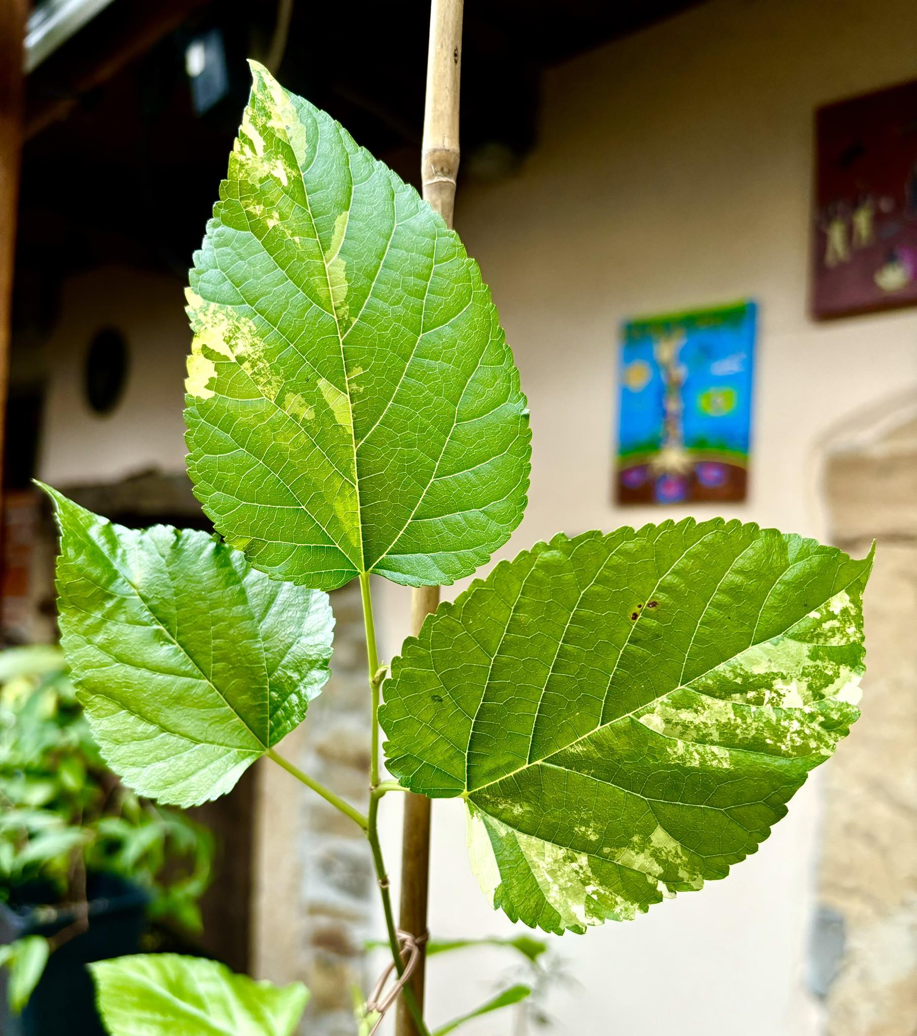 Mulberry (Morus alba)  VARIEGATED - 1 potted plant / 1 getopfte Pflanze