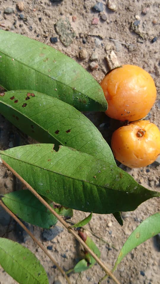 Eugenia supraaxillaris -  1 fresh seed / 1 frischer Samen