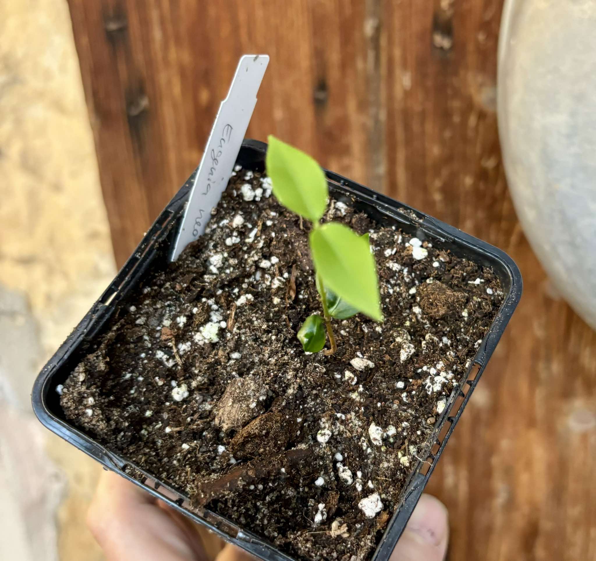 Eugenia neoverucosa - 1 small potted seedling / 1 kleiner, getopfter Sämling