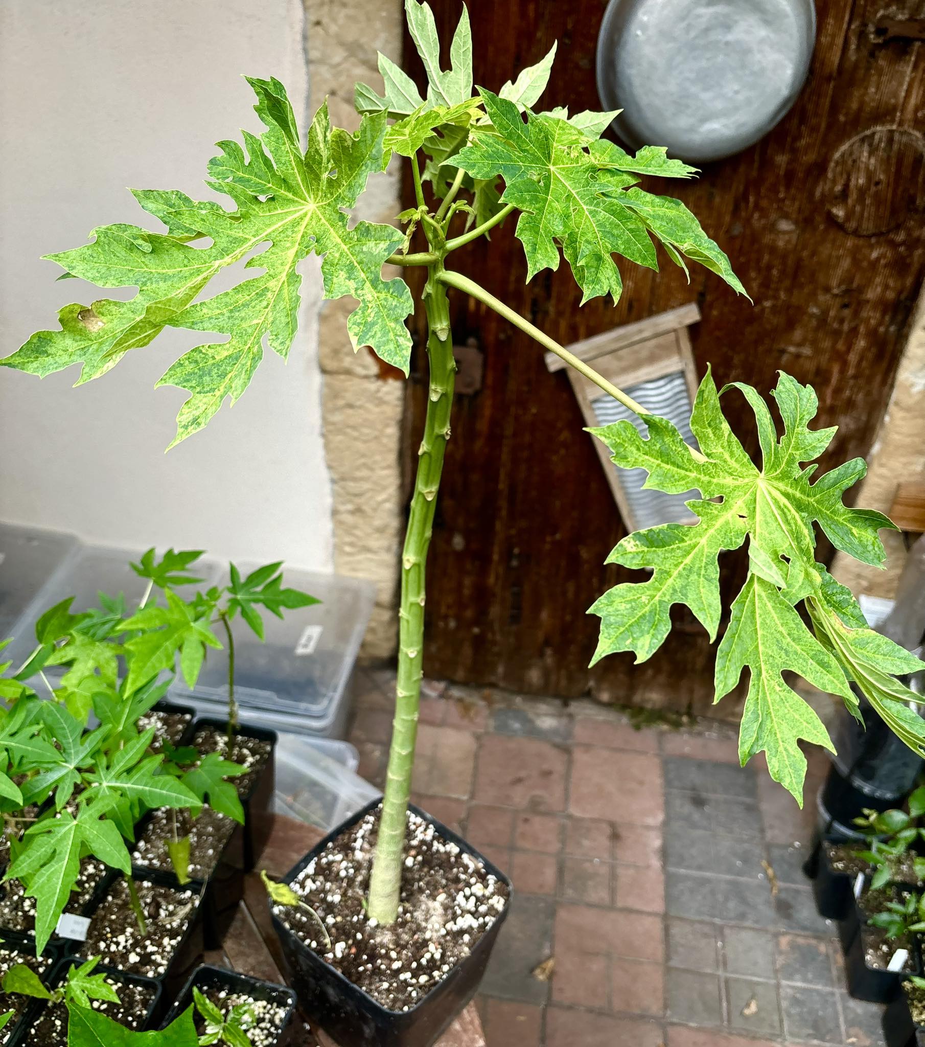 Papaya (Carica papaya) VARIEGATED - 1 potted plant / 1 getopfte Pflanze