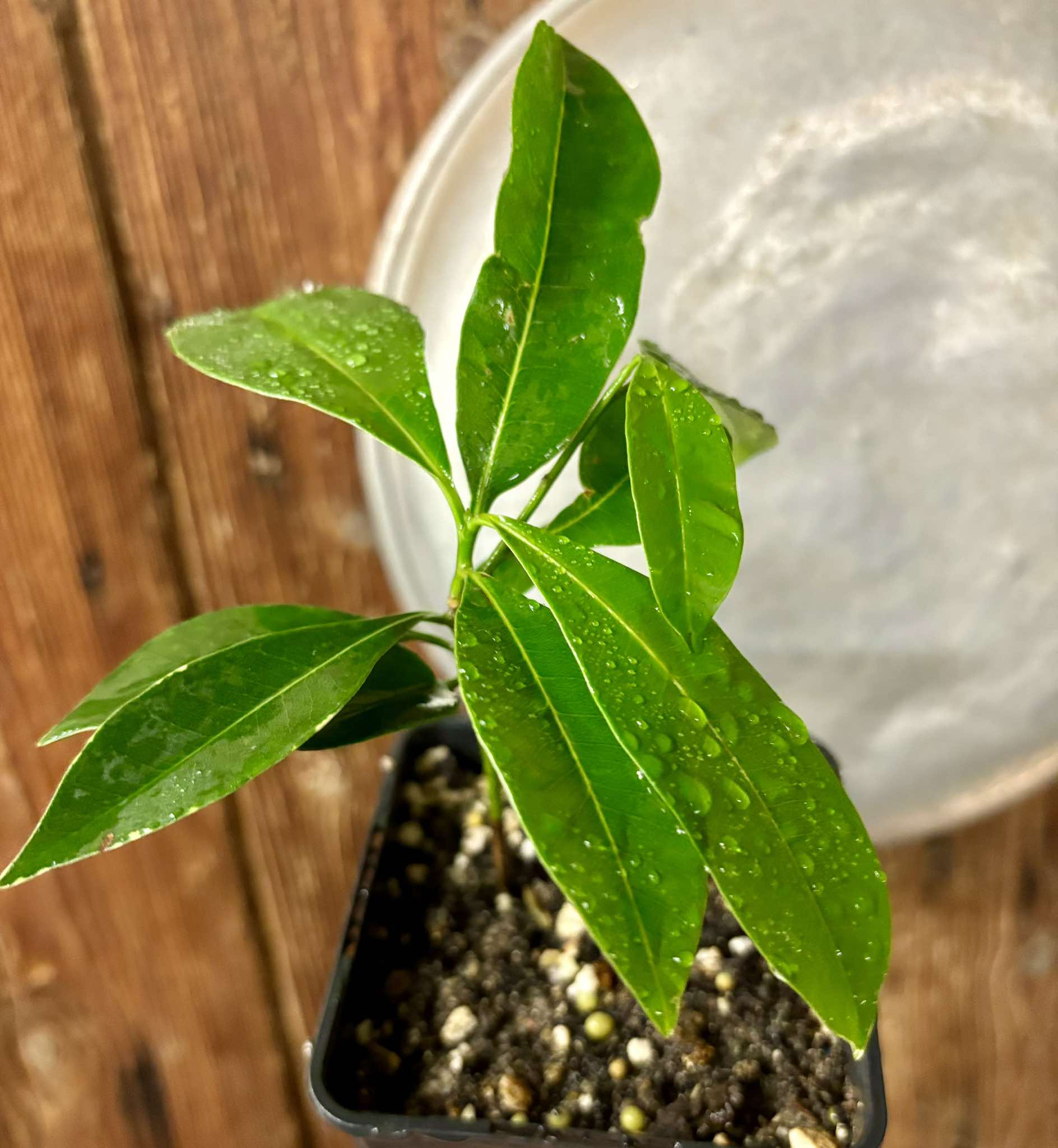 Sapotilla (Manilkara zapota)  - 1 potted plant /1 getopfte Pflanze