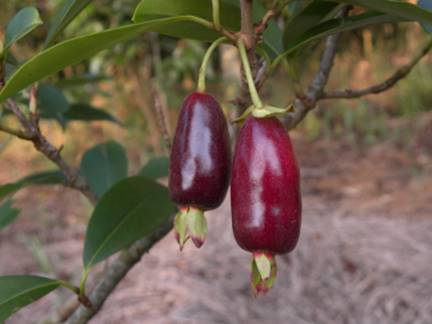 Guapijuim (Eugenia sclerocalyx) -  1 fresh seed / 1 frischer Samen