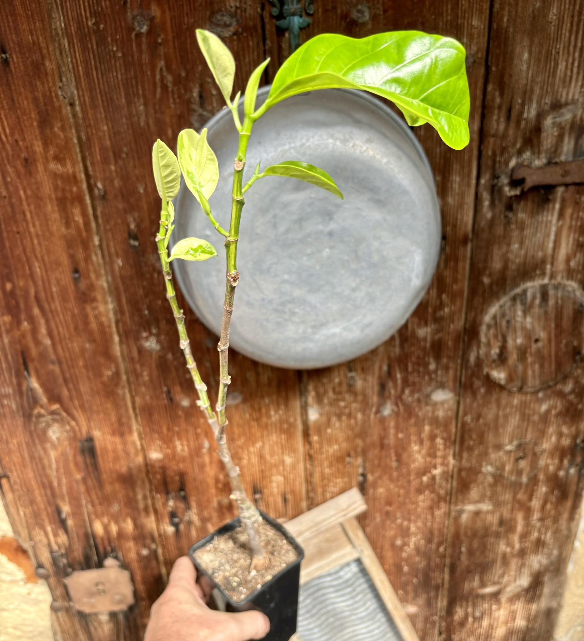 Jackfruit (Artocarpus heterophyllus) VARIEGATED - 1 potted plant / 1 getopfte Pflanze