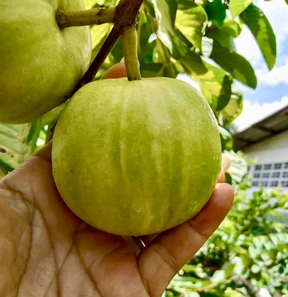 Guava (Psidium guajava)  VARIEGATED - 1 potted plant / 1 getopfte Pflanze