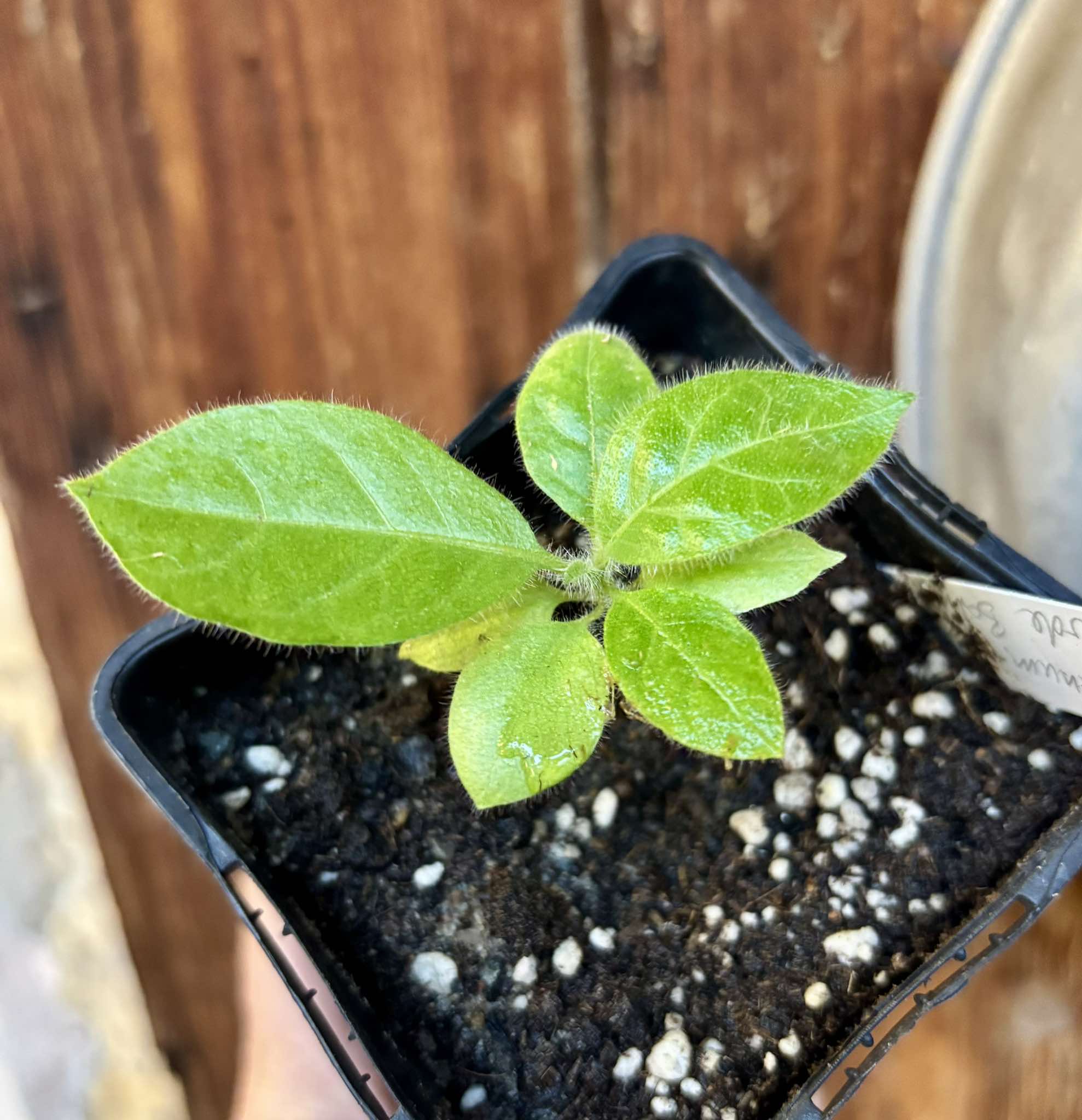 Solanum sp Verde Bahia - 1 small potted plant / 1 kleine, getopfte Pflanze