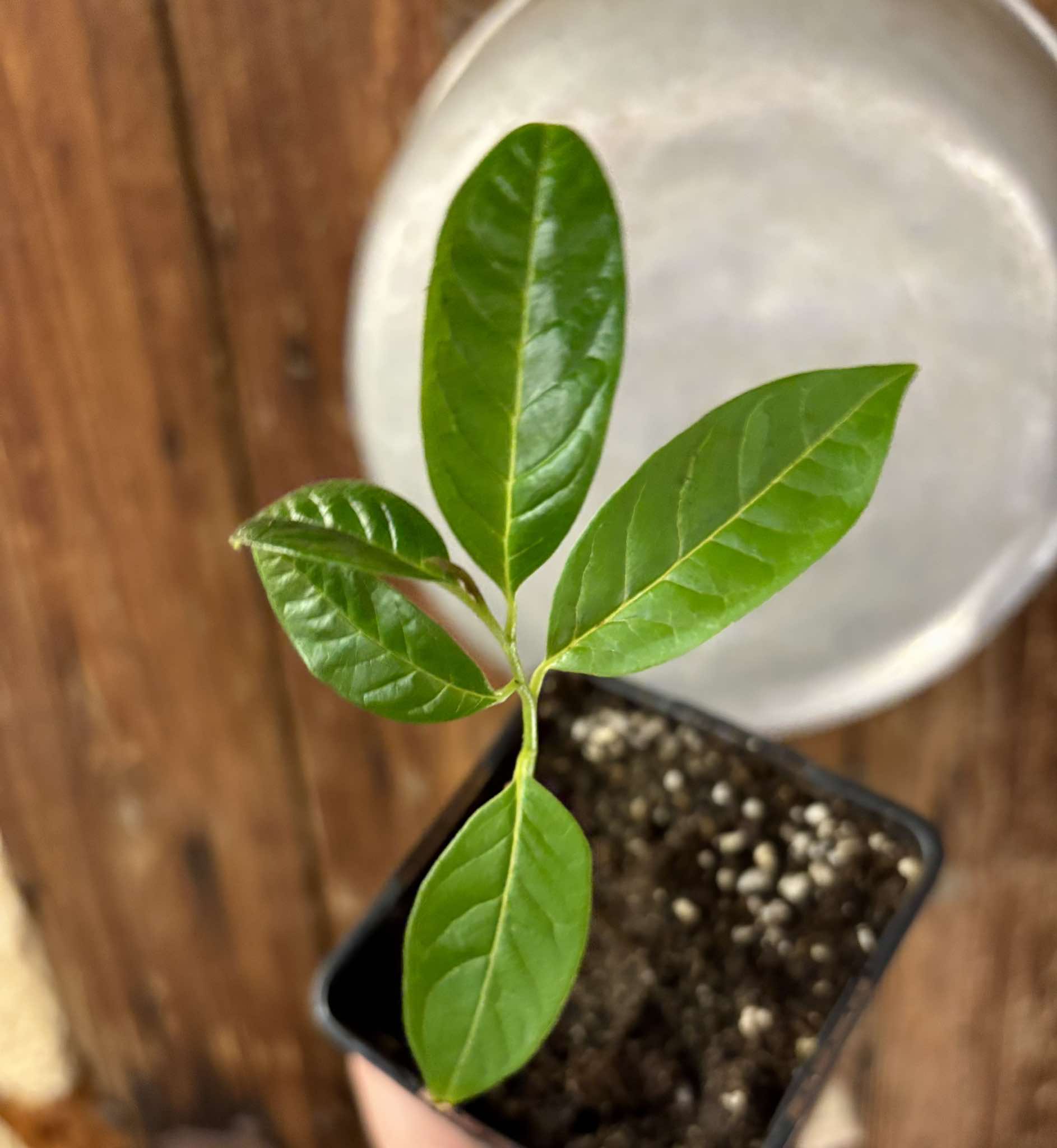 Annona reticulata big pink-red variety Nr. 2 - 1 potted plant / 1 getopfte Pflanze