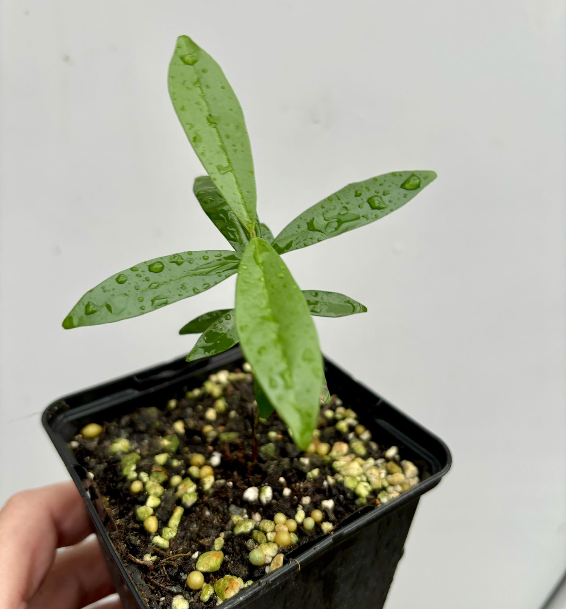 Cherry of Rio Grande -  Eugenia involucrata 1 potted plant / 1 getopfte Pflanze