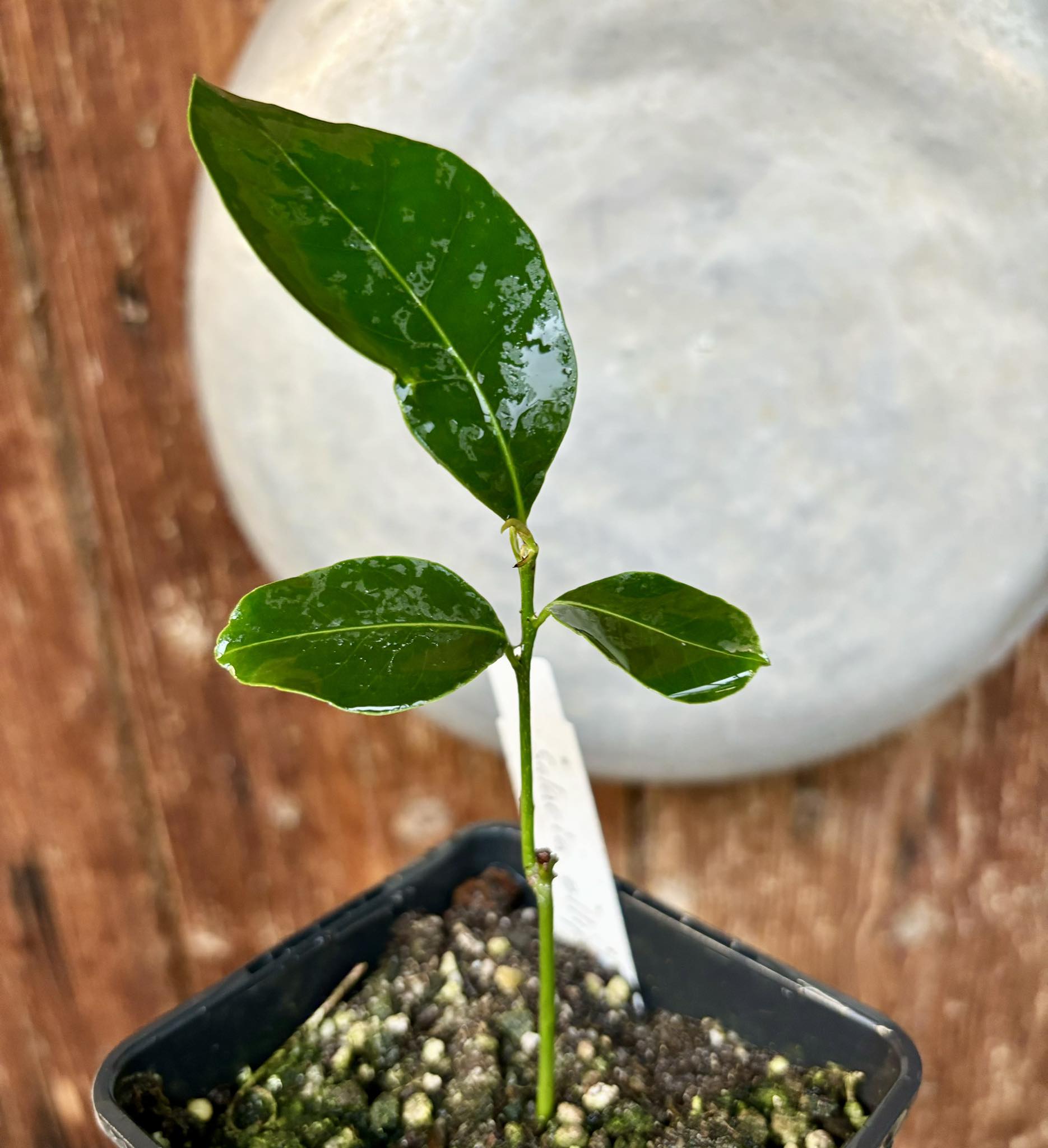 Salacia elliptica -  1 potted plant / 1 getopfte Pflanze