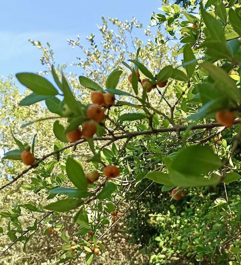 Eugenia sp Pai Pedro -  1 fresh seed / 1 frischer Samen