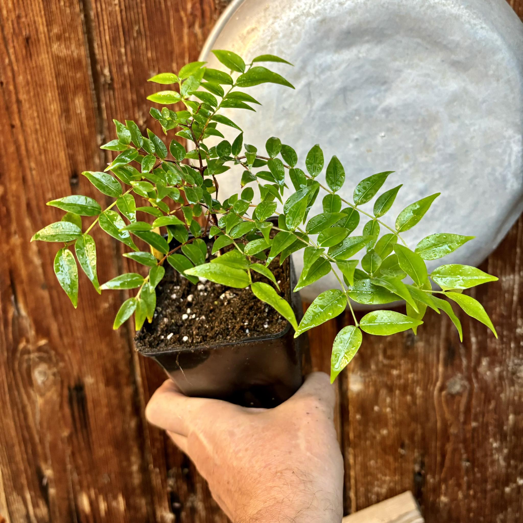Myrciaria floribunda yellow Nr. 1 - 1 potted plant / 1 getopfte Pflanze
