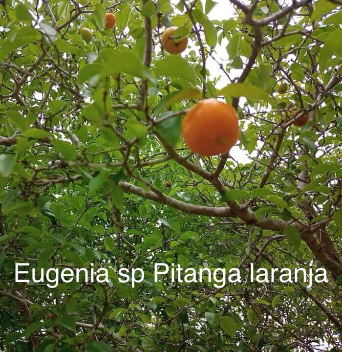 Eugenia sp Laranja Serralandia - 1 potted plant / 1 getopfte Pflanze