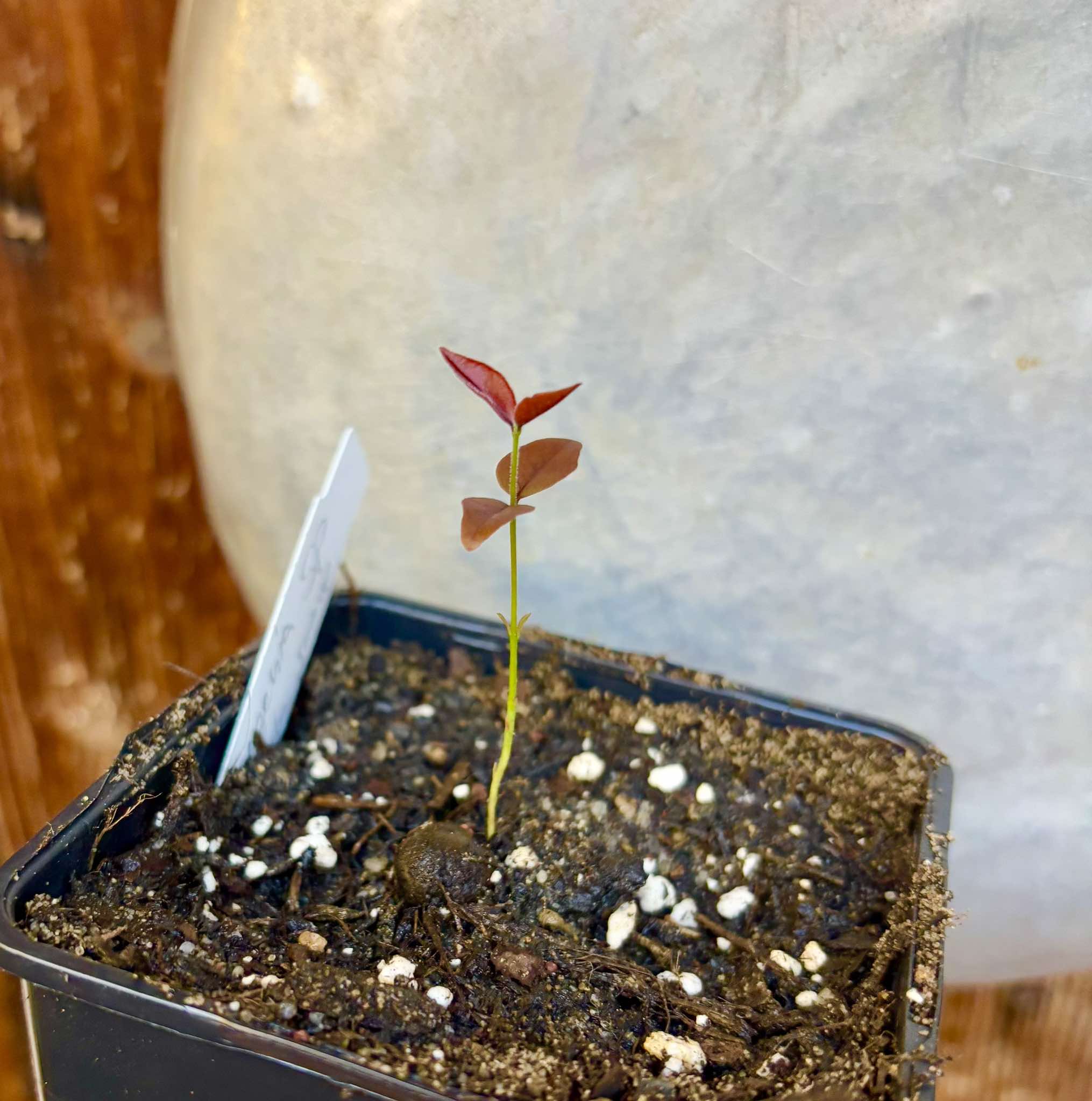 Eugenia sp Guajuba suave -  1 small potted seedling / 1 kleiner, getopfter Sämling