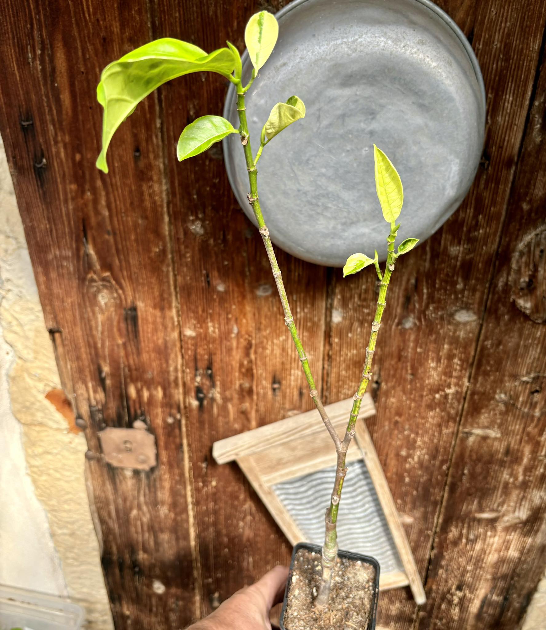 Jackfruit (Artocarpus heterophyllus) VARIEGATED - 1 potted plant / 1 getopfte Pflanze