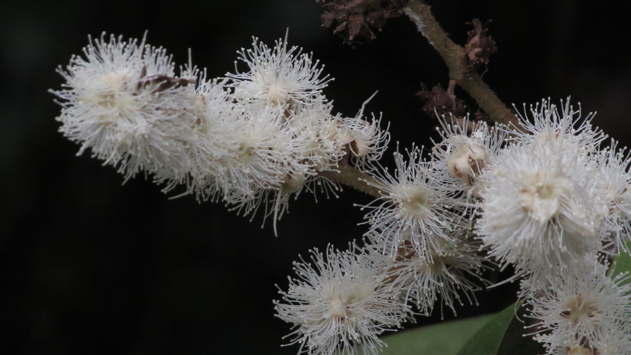 Guaporanga - Myrcia strigipes syn. Marliera tomentosa - 1 germinated seed / 1 gekeimter Samen