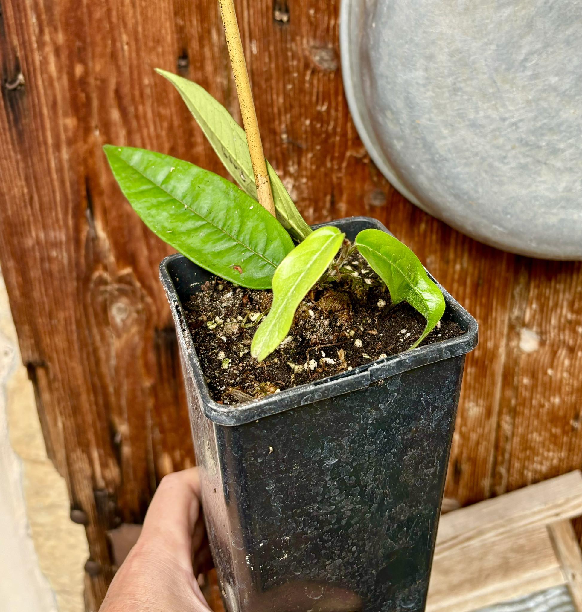 Plinia rara var. Urucuca (white) -  1 potted plant / 1 getopfte Pflanze