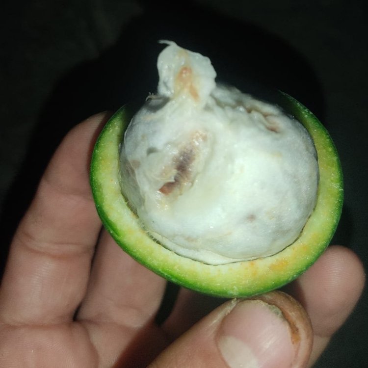 Garcinia sp bahiensis - 1 fresh seed / 1 frischer Samen