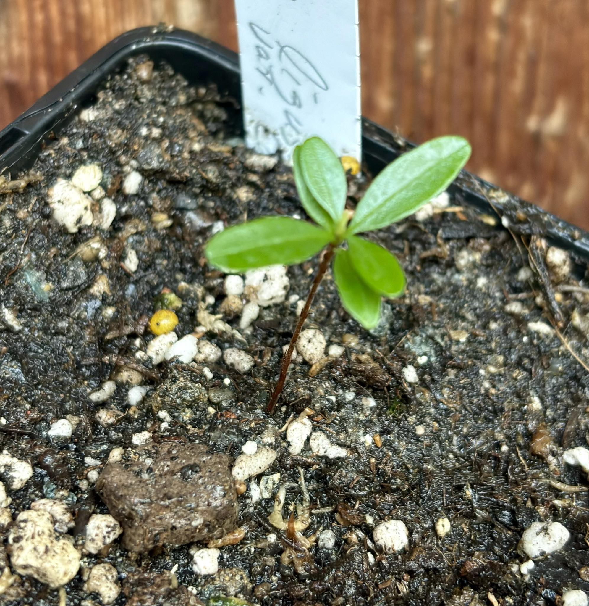 Eugenia ligustrina var. caribaeus - 1 potted seedling / 1 getopfter Sämling