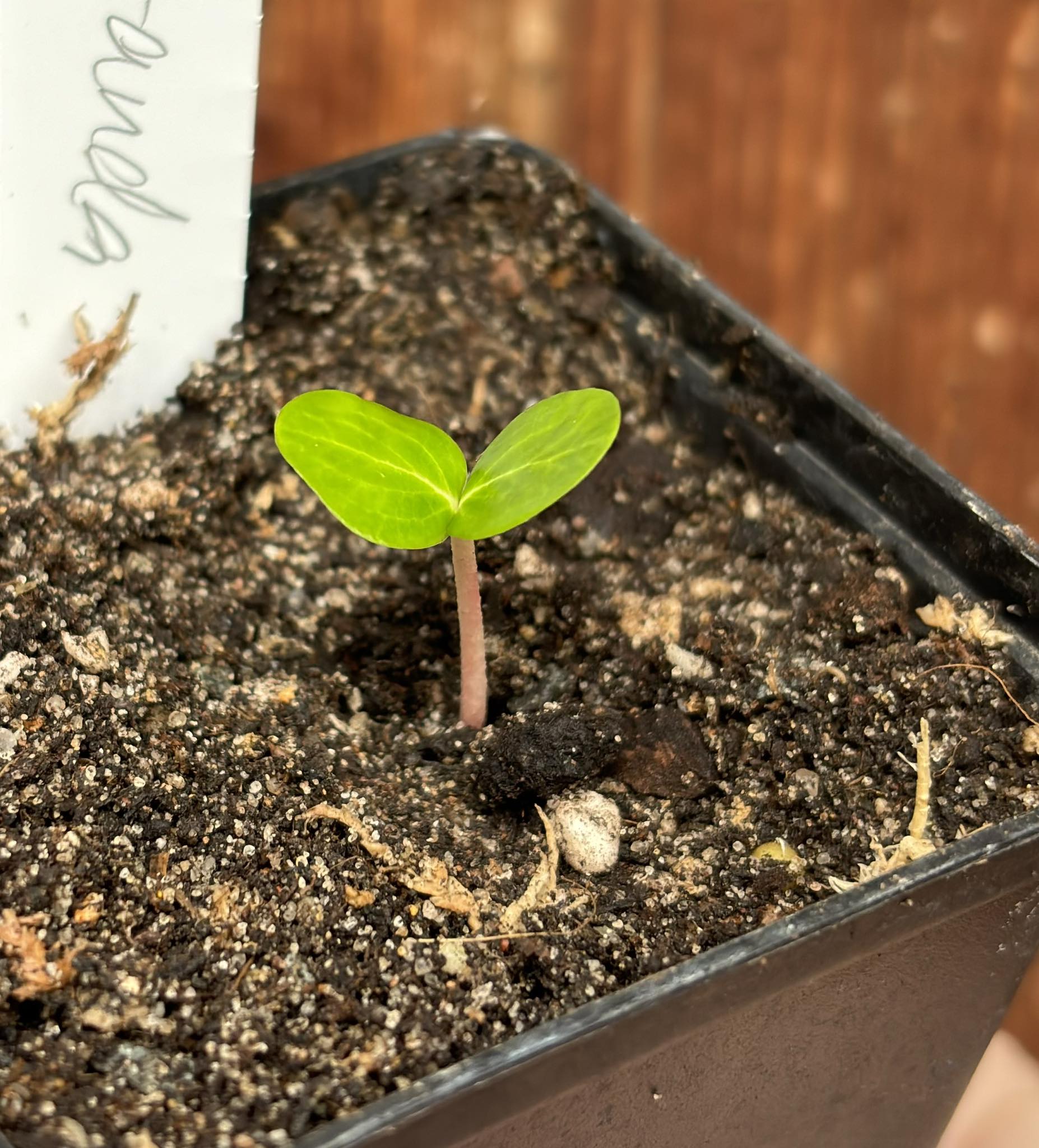 Carissa carandas - Karanda / 1 small potted seedling / 1 kleiner getopfter Sämling