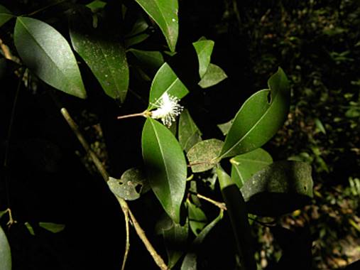 Eugenia nutans - Pitanga Preta Lisa Selvagem - 1 fresh seed / 1 frischer Samen