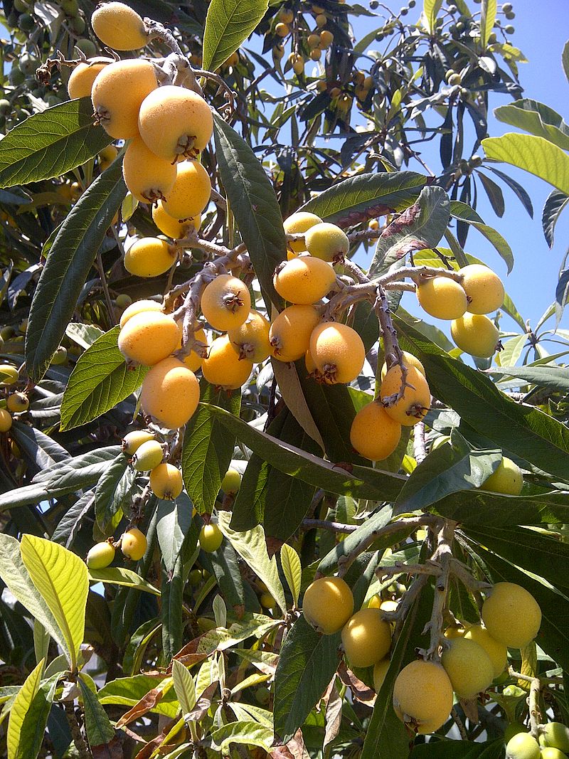 Eriobotrya japonica - Wollmispel - Loquat - 1 fresh seed / 1 frischer Samen