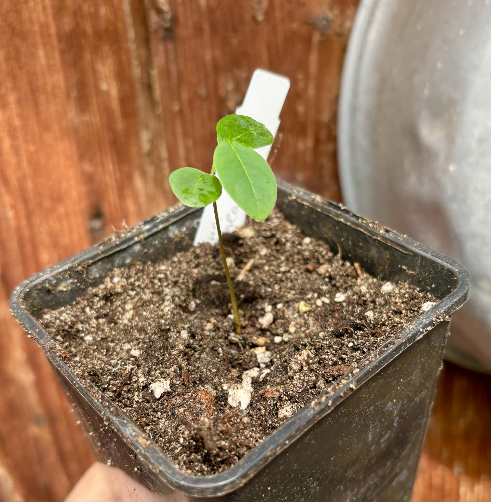 Annona hypoglauca - 1 potted plant / 1 getopfte Pflanze