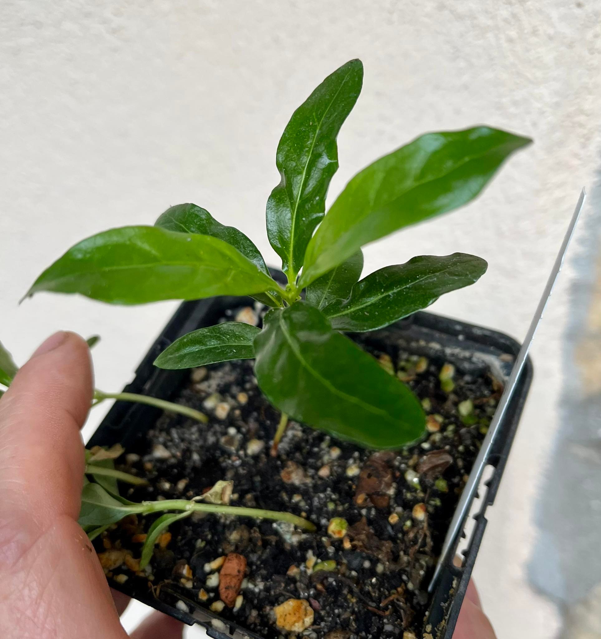 Noni (Morinda citrifolia) 1 seedling / 1 Sämling