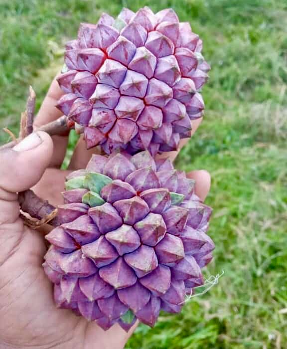 Duguetia sp Colombia  - 1 germinated seed / 1 gekeimter Samen