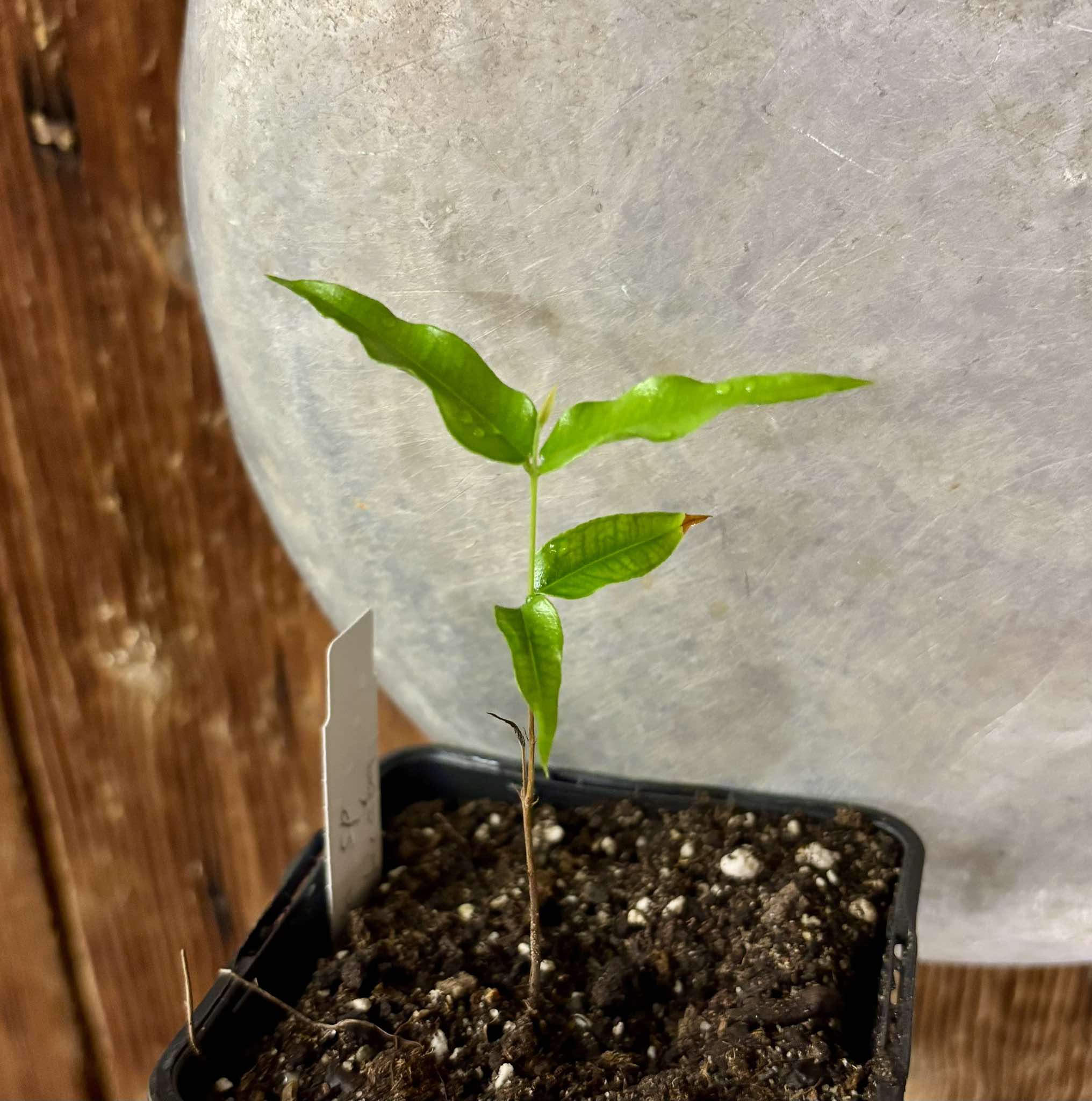 Myrciaria sp Jaboticaba - 1 potted plant / 1 getopfte Pflanze