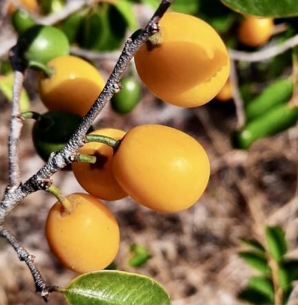 Chrysophyllum arenarium - Ameixa do Nordeste - 1 germinated seed / 1 gekeimter Samen