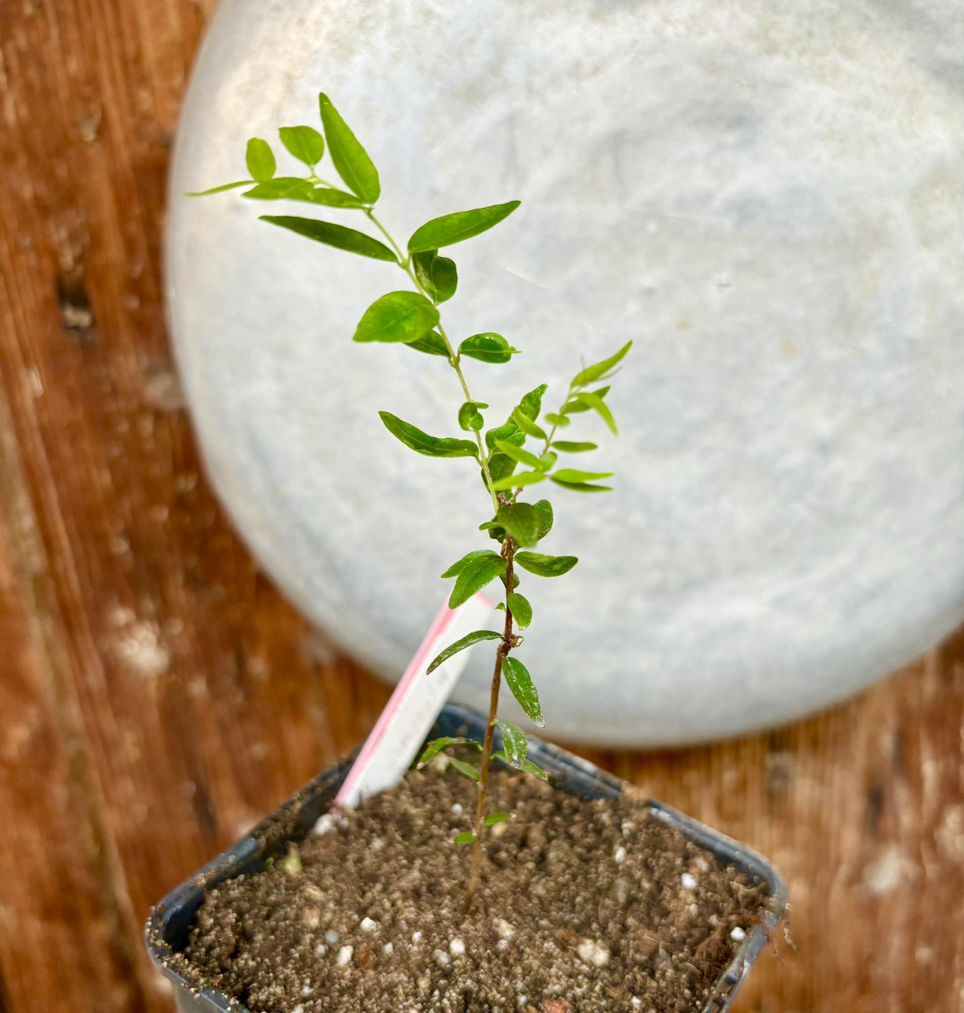 Myrciaria delicatula - potted plant / getopfte Pflanze