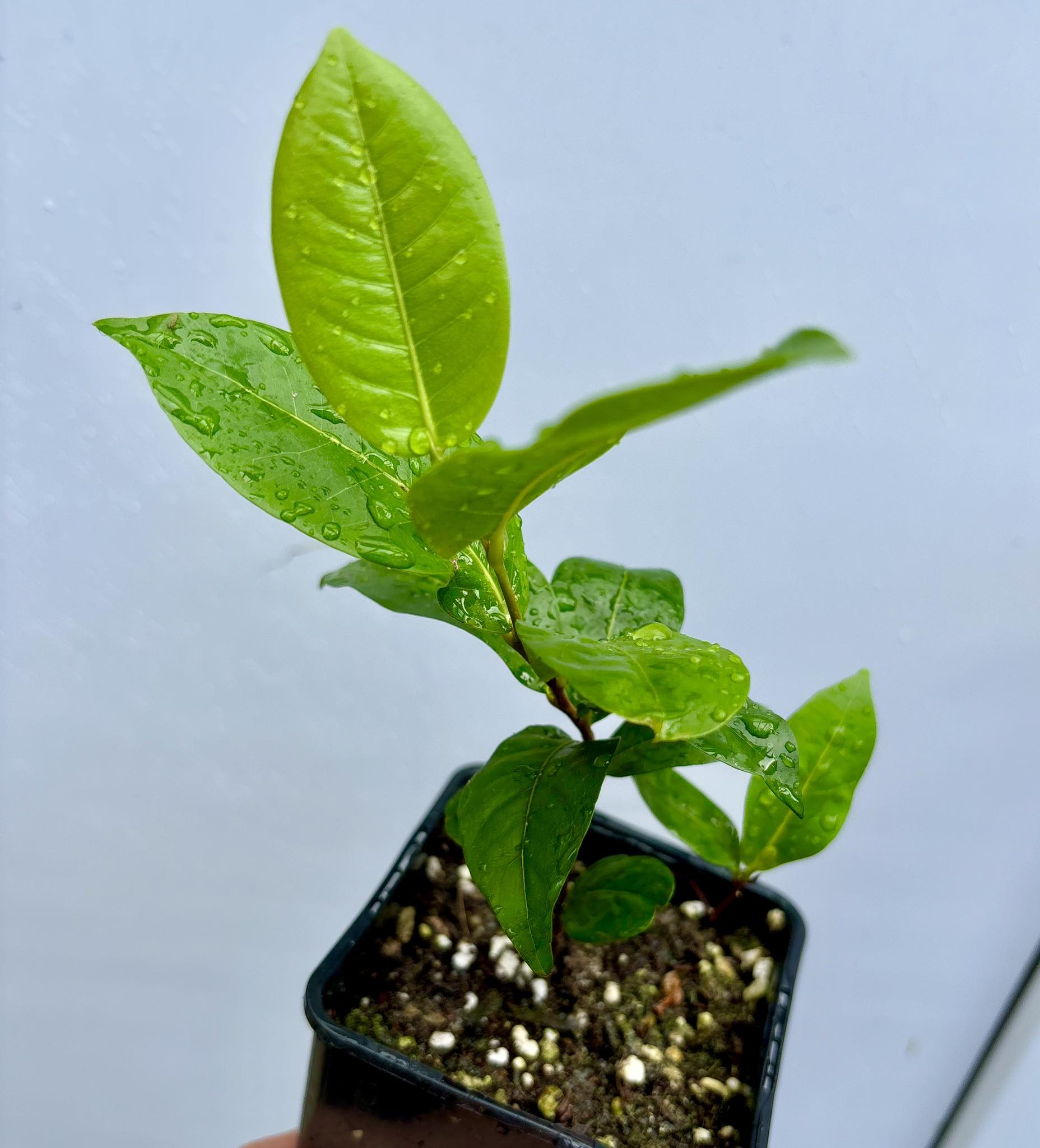 Chrysobalanus icaco - Cocoplum -  1 potted plant  / 1 getopfte Pflanze