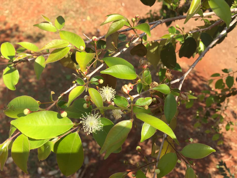 Eugenia sp Unicamp -  1 fresh seed / 1 frischer Samen