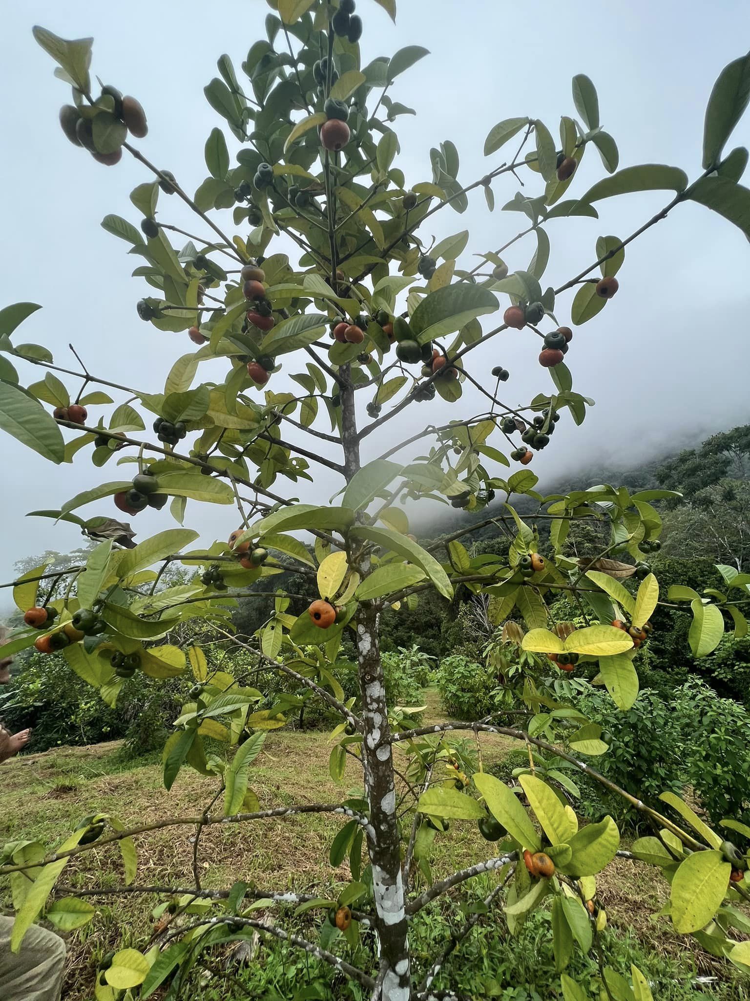 Button Mangosteen - Cherapu (Garcinia prainiana) - 3 fresh seeds / 3 frische Samen