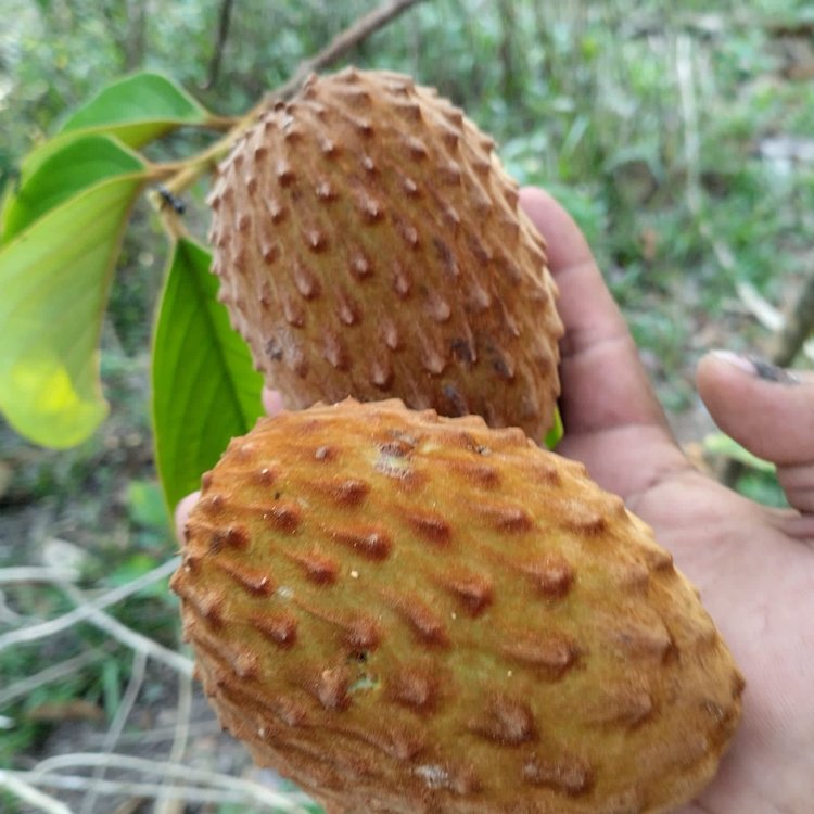 Annona sp excellens - 1 fresh seed / 1 frischer Samen