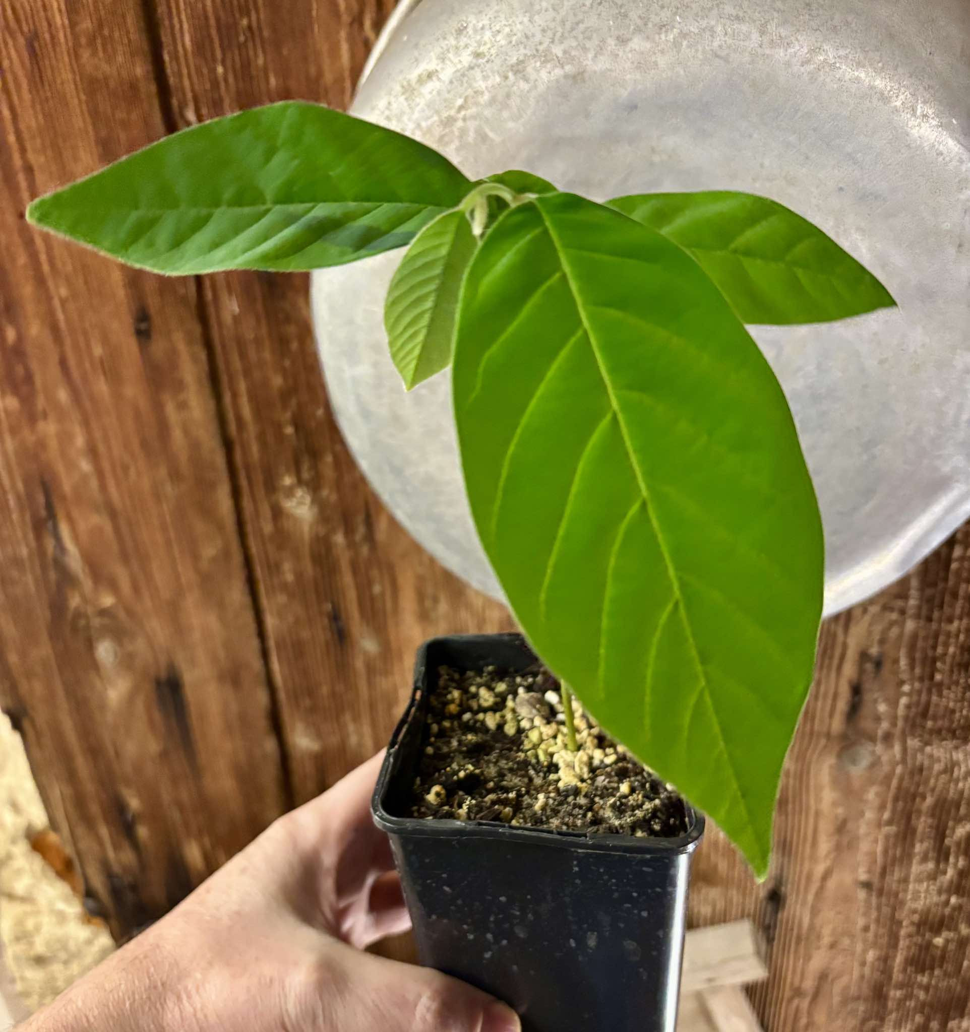 Annona sylvatica - 1 potted plant / 1 getopfte Pflanze