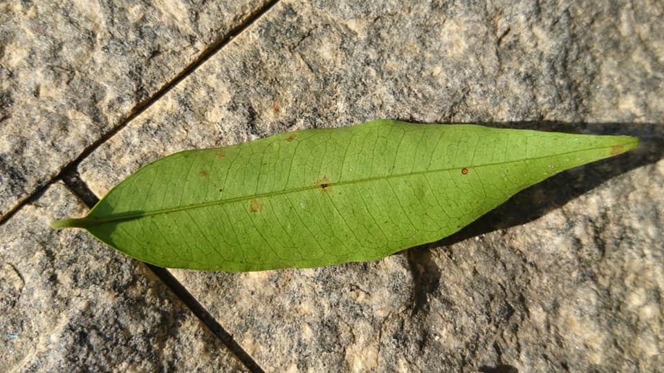 Eugenia supraaxillaris -  1 fresh seed / 1 frischer Samen