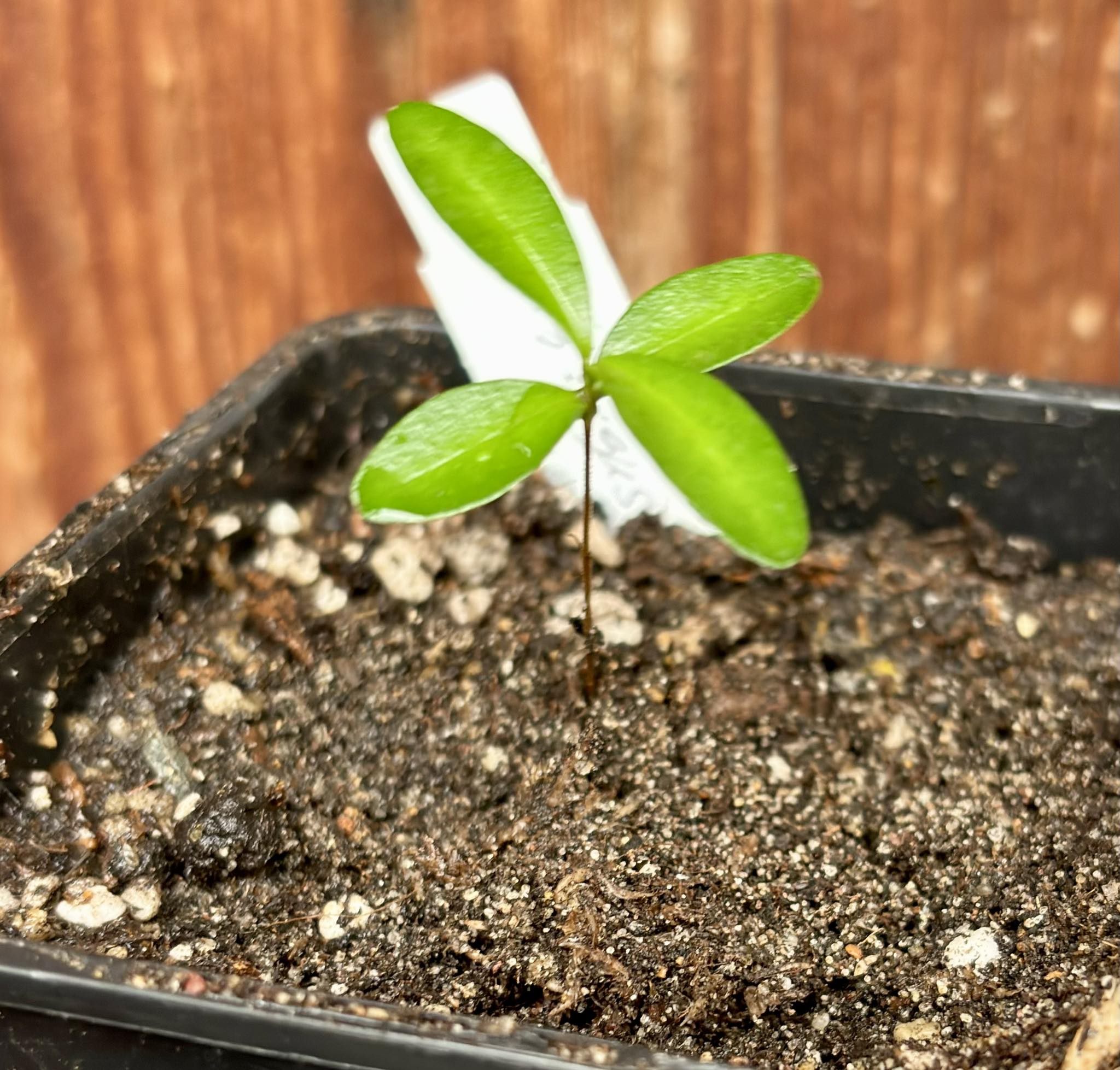 Eugenia ligustrina var. fluminensis - 1 potted seedling / 1 getopfter Sämling