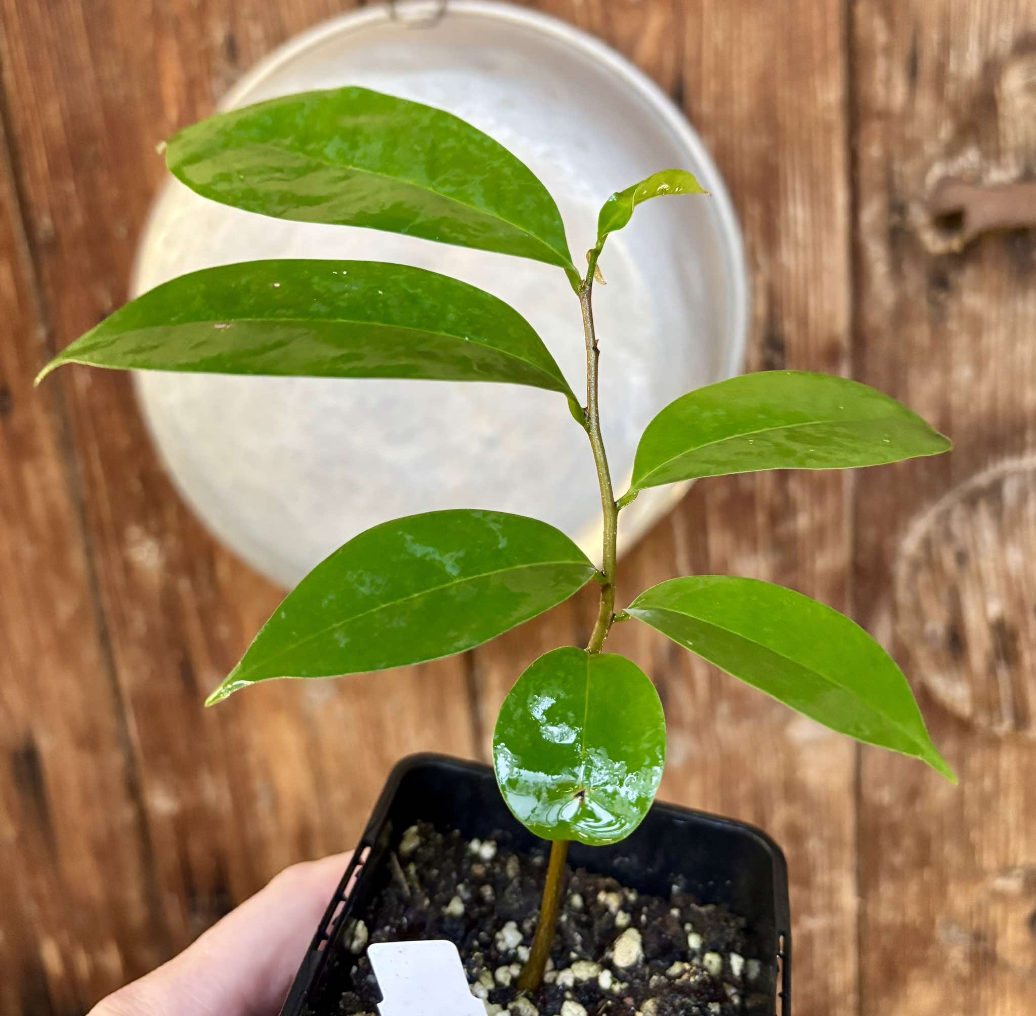 Annona muricata - Soursop / Stachelannone fiberless - 1 potted plant / 1 getopfte Pflanze