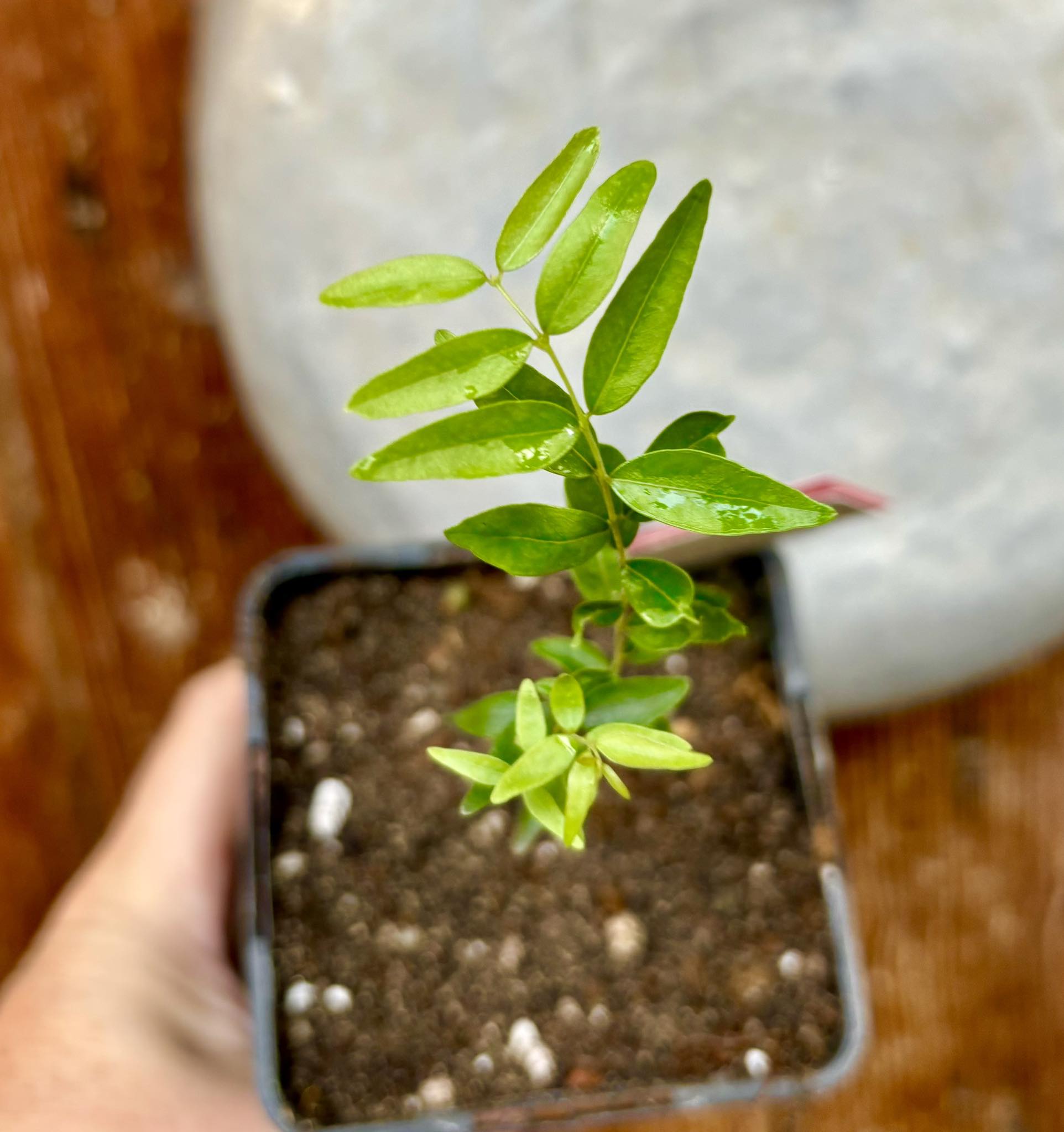 Myrciaria delicatula - potted plant / getopfte Pflanze