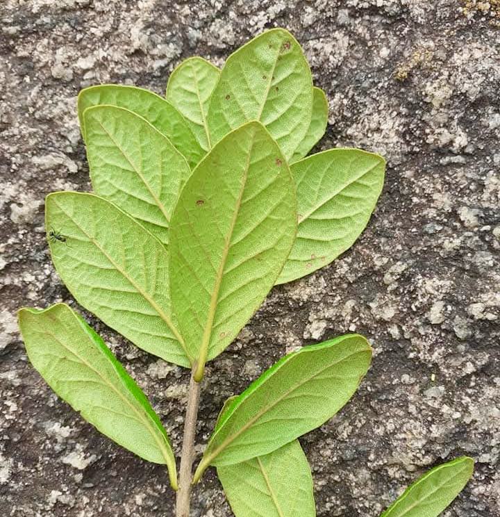 Eugenia sp Lagoa -  1 fresh seed / 1 frischer Samen