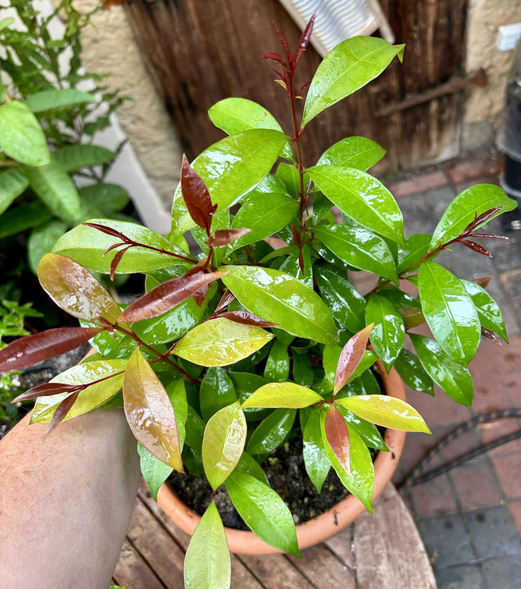 Syzygium smithii - Lilly Pilly Nr. 4 - 1 potted plant / 1 getopfte Pflanze