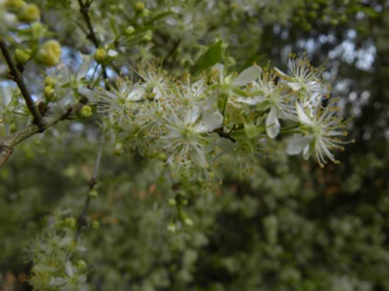 Eugenia longipedunculata - 1 germinated seed / 1 gekeimter Samen