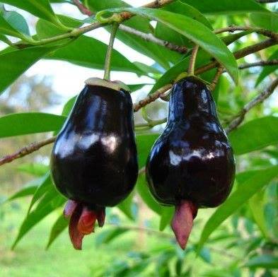 Cherry of Rio Grande -  Eugenia involucrata 1 potted plant / 1 getopfte Pflanze